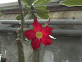 adenium rote bl