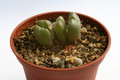 conophytum x marnierianum 2903