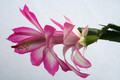 schlumbergera hatheron charm 6386