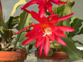 eh erfurter gartenschau 23 07