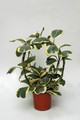 hoya kerri albomarginata 6524