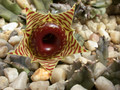 huernia zebrina 04