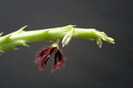 caralluma subulata rh291 3124
