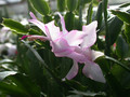 schlumbergera miss shimano 03