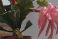 eh liebreiz 53 03a