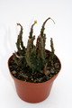 euphorbia fasciculata 7471 sm
