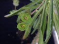euphorbia bubalina 01