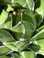agave victoria reginae 01