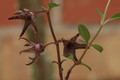 brachystelma tuberosum 01