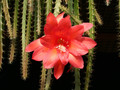 aporocactus naja6