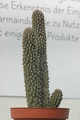 hoodia gordonii 08a