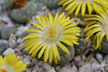 lithops otenziana c128 0225