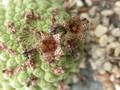 trichocaulon cactiformae 01