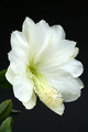 eh white magic 9730 4916