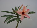adenium hybr the peach004