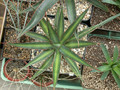 agave lechguilla 01