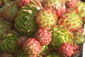 jovibarba sobolifera 1373