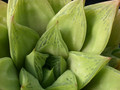 haworthia cymbiformis 03