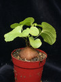 dioscorea elephantipes 02