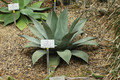 agave flexispina 04
