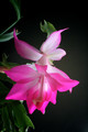 schlumbergera nonoco 5926