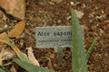 aloe saponaria 02