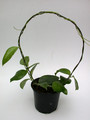hoya aldrichii 3937
