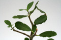 fockea edulis 9677