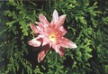 eh hannelore paetz 45
