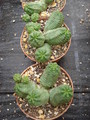 euphorbia pseudoglobosa 1131