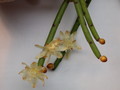 rhipsalis dissimilis gelblich 2066