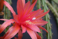 aporocactus sussex flame 1838