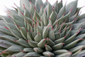 graptovera silver star 7268