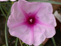 ipomoea bolusiana 01