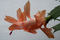 schlumbergera christmas flame 6372