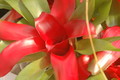 bromelien mini 1154