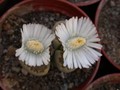 lithops viletii deboeri3