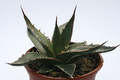 agave kerchovei 7853