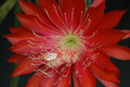 aporocactus peggys cartwheel 1262