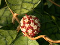 hoya meredithii borneo 3425 02