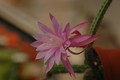 aporocactus royal silk 1301