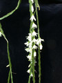 rhipsalis warmingiana03 31