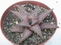 haworthia batesiana ha100 22