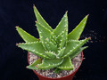 aloe mitriformis 01