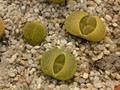 lithops lesliei storms albinig1