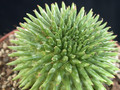 euphorbia suzannae 05