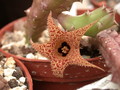 huernia hystrix appendiculata 4