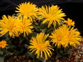 faucaria tuberculosa 3764