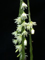 rhipsalis warmingiana06 34