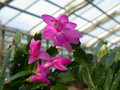 schlumbergera naomi 17